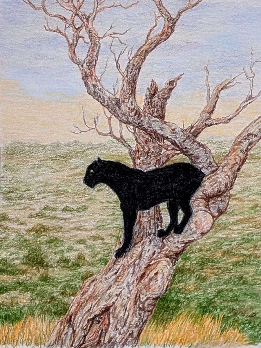 Panther
