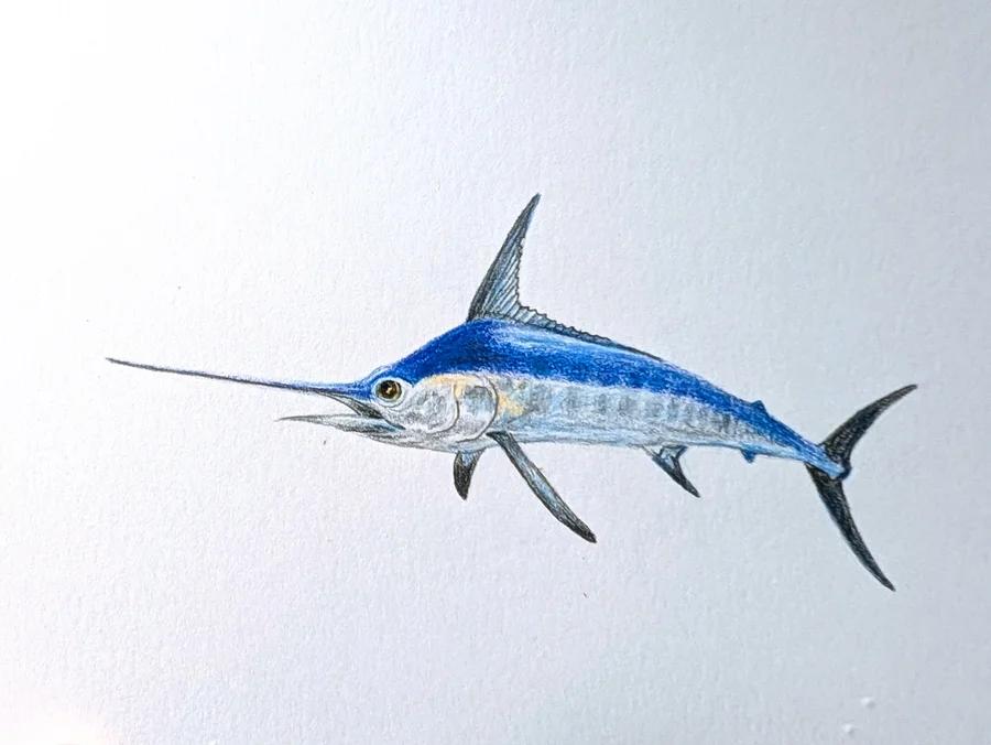 Marlin 