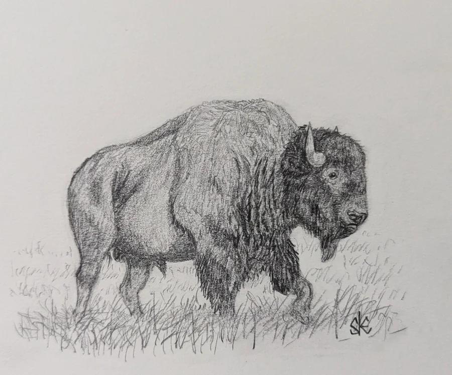 Bison 