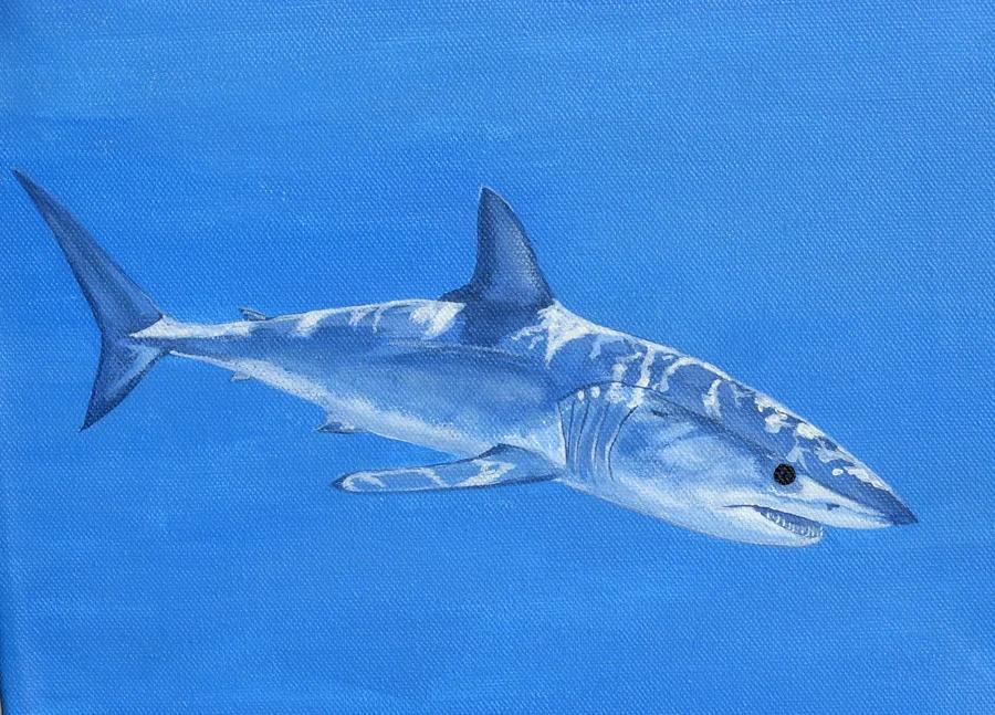 Shortfin Mako Shark 