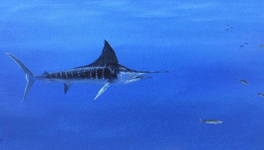 Marlin in Pursuit 