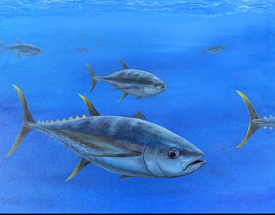 Breezing Yellowfin Tuna