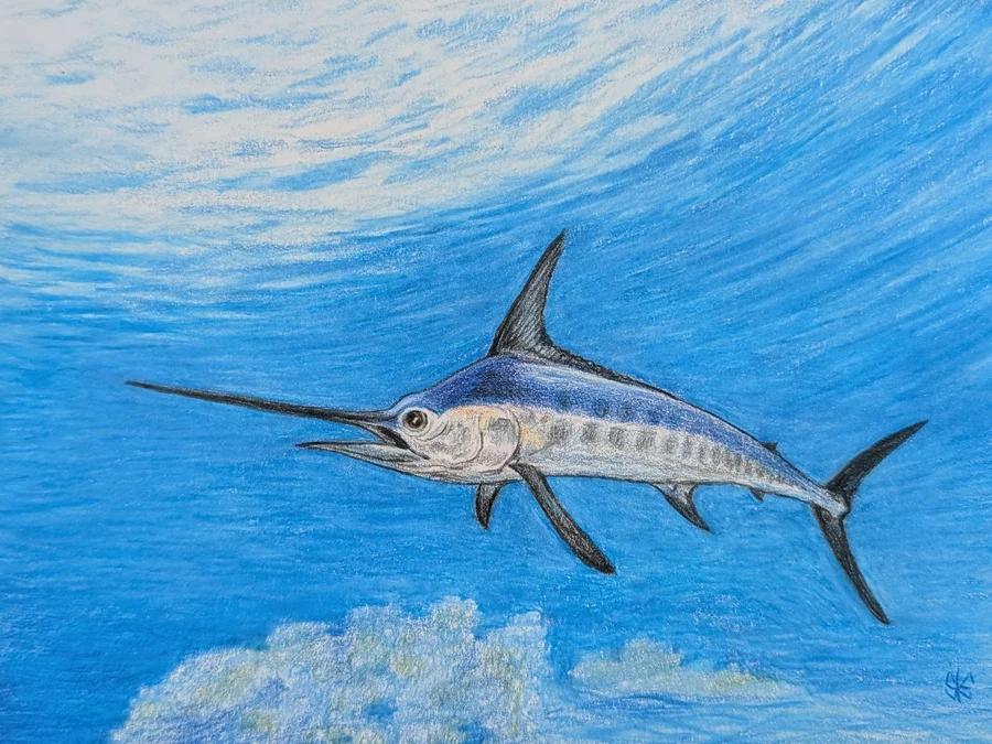 Striped Marlin