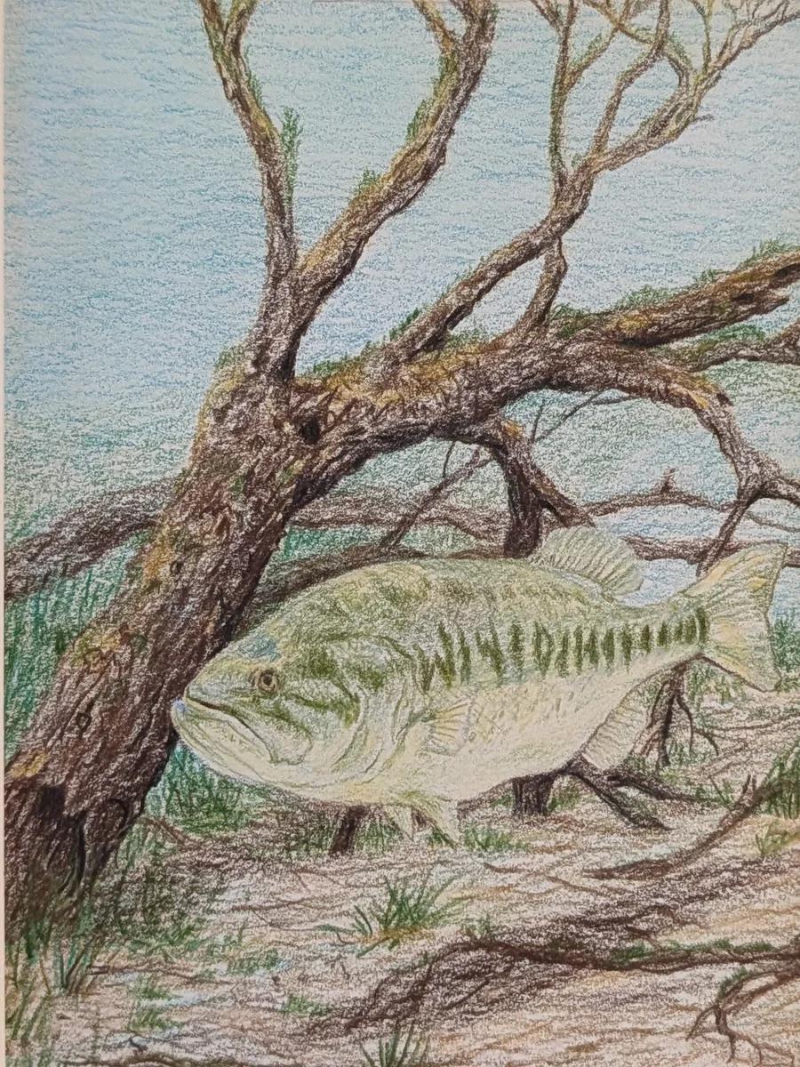 Largemouth Bass