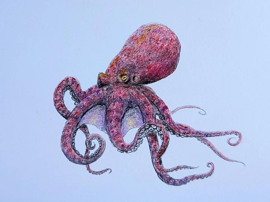 Clever Cephalopod 