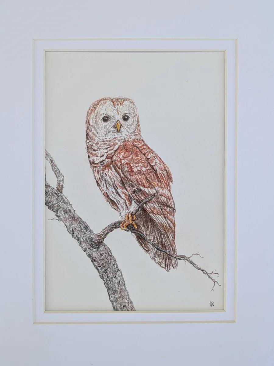 Barred Owl 