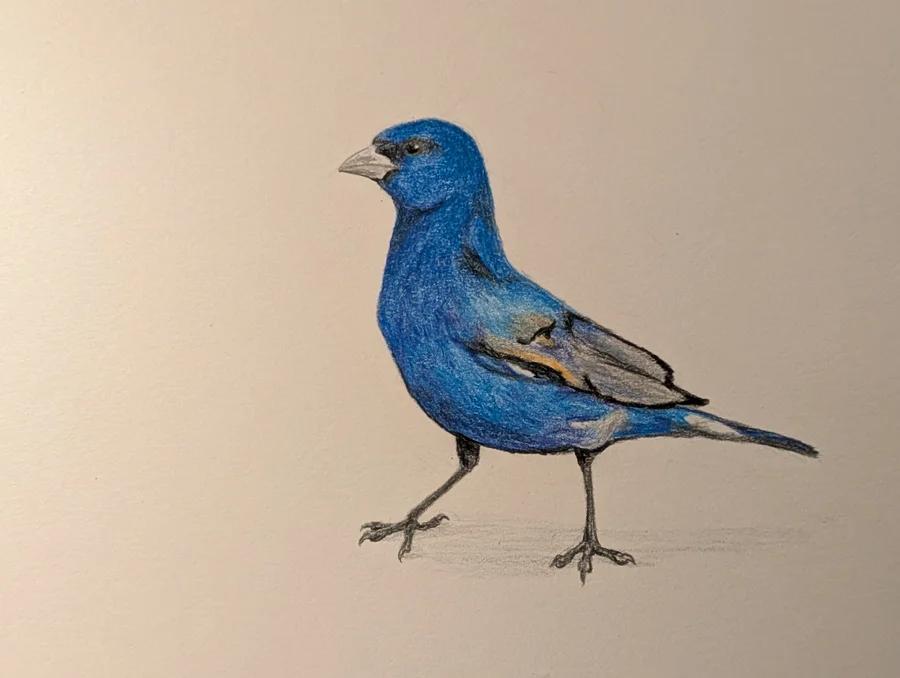 Indigo Bunting 