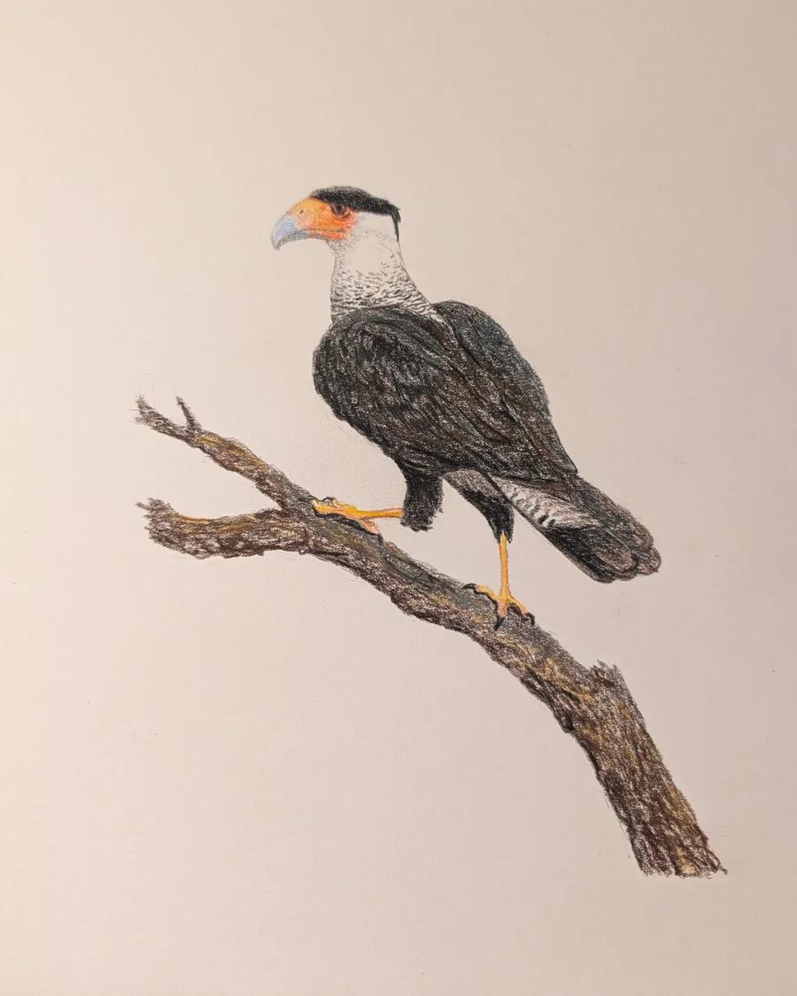Crested Caracara 