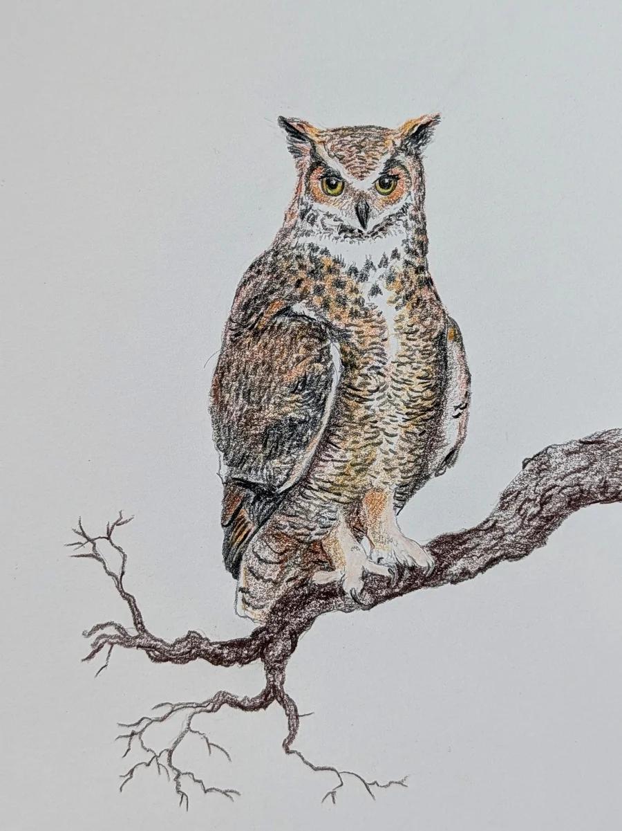 Great Horned Owl 