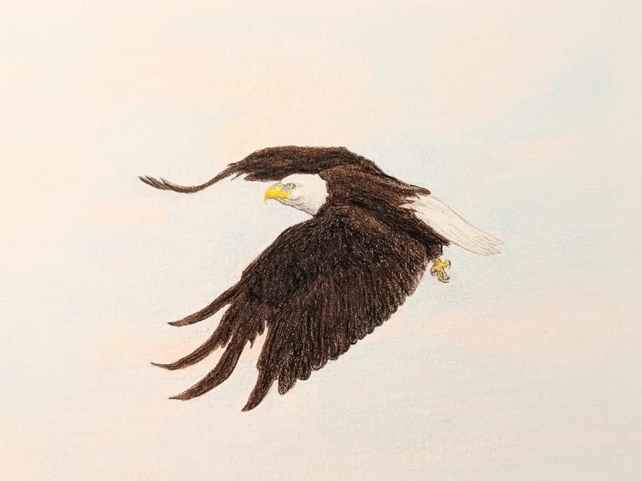 Bald Eagle 