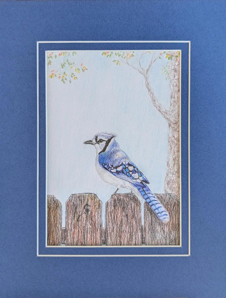 Blue Jay 