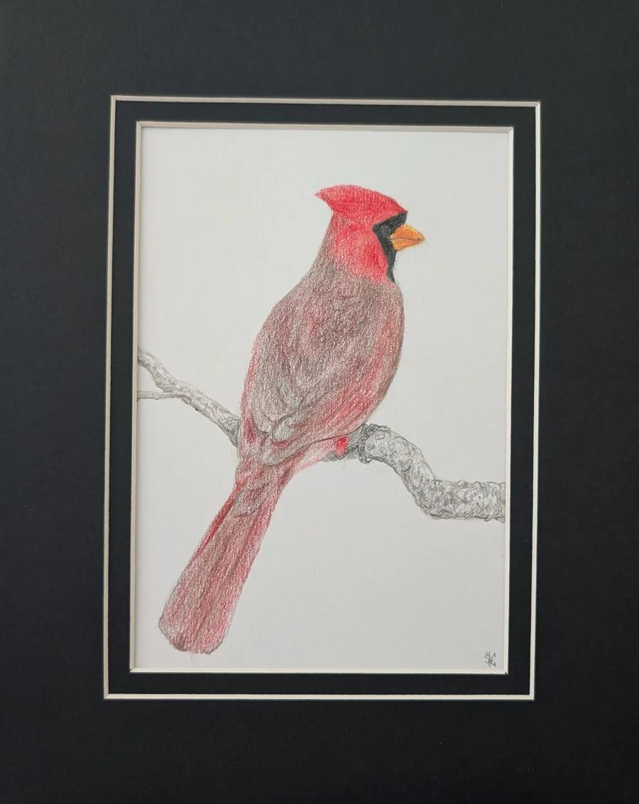 Northern Cardinal 