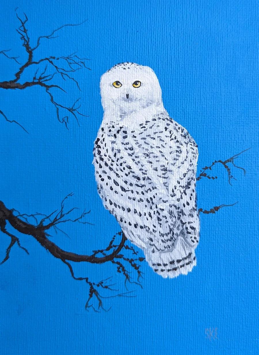 Snowy Owl