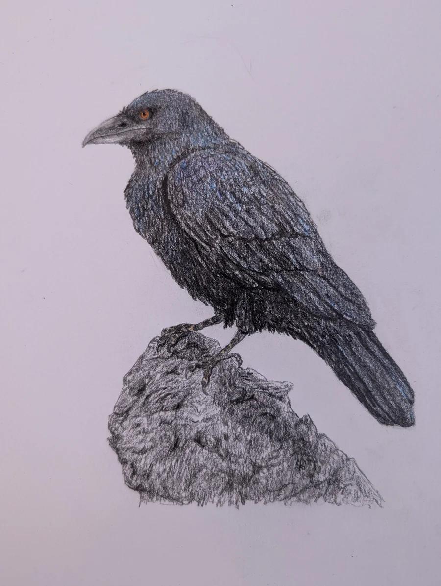 Raven 