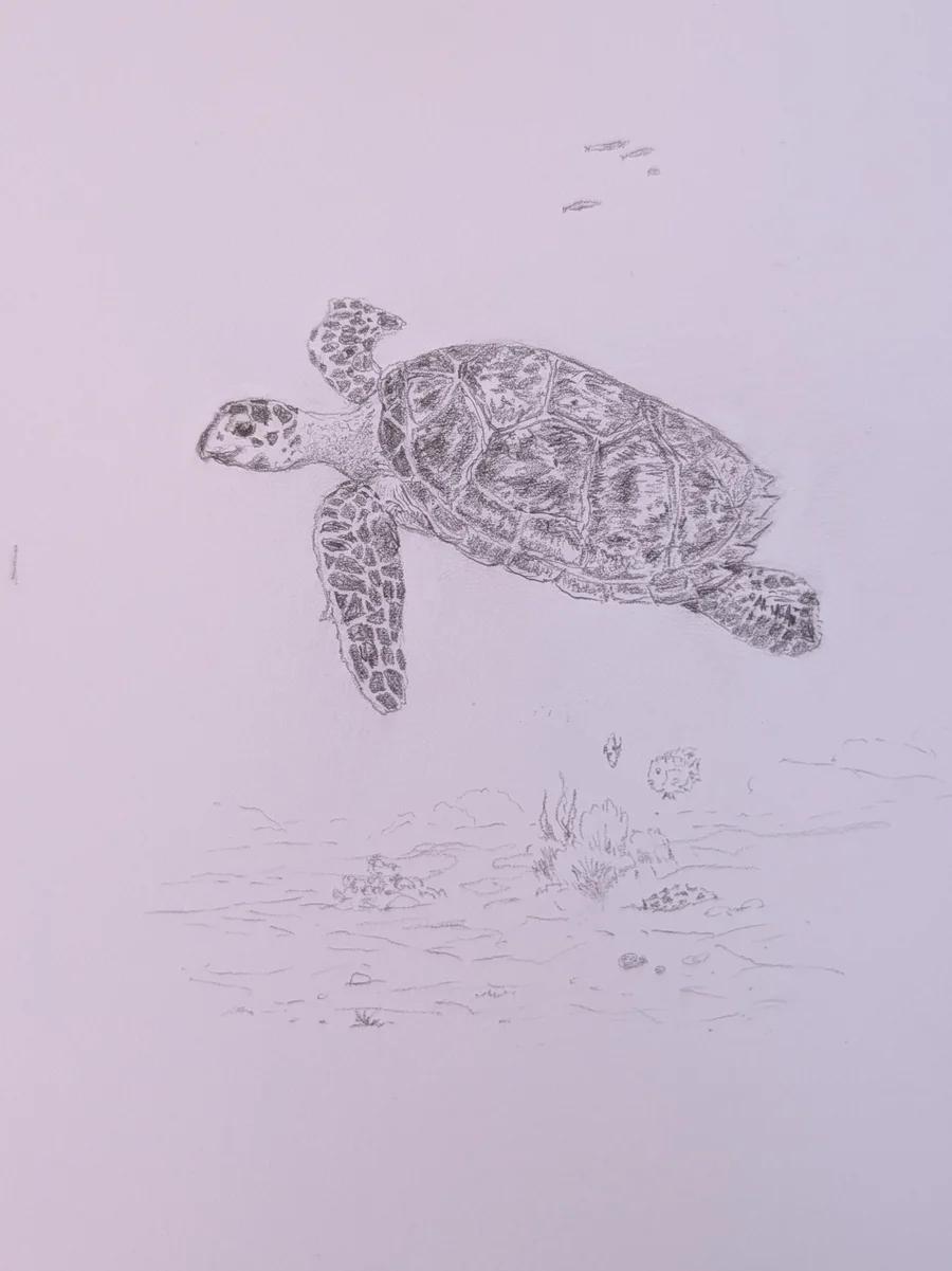 Hawkbill Turtle 