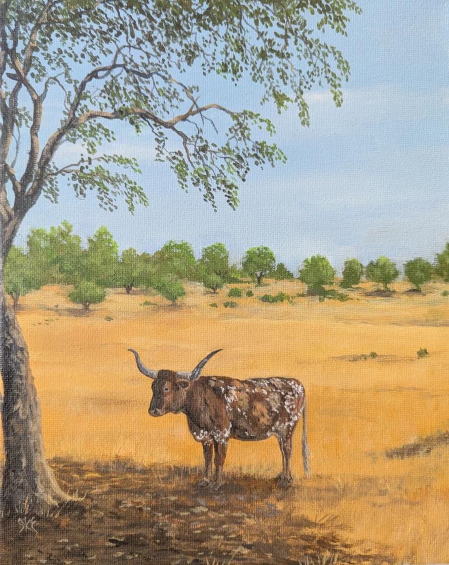 Texas Longhorn Cow