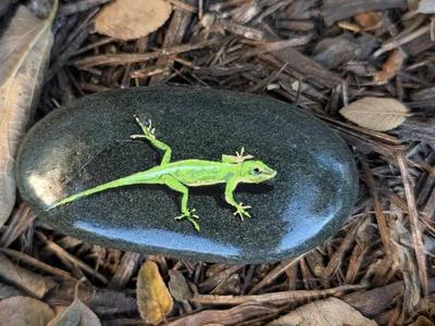 Green Anole Lizard