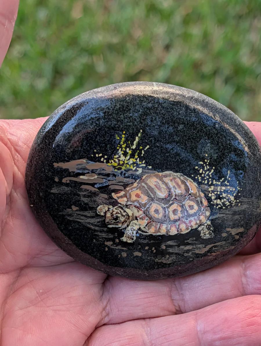 Baby Tortoise 